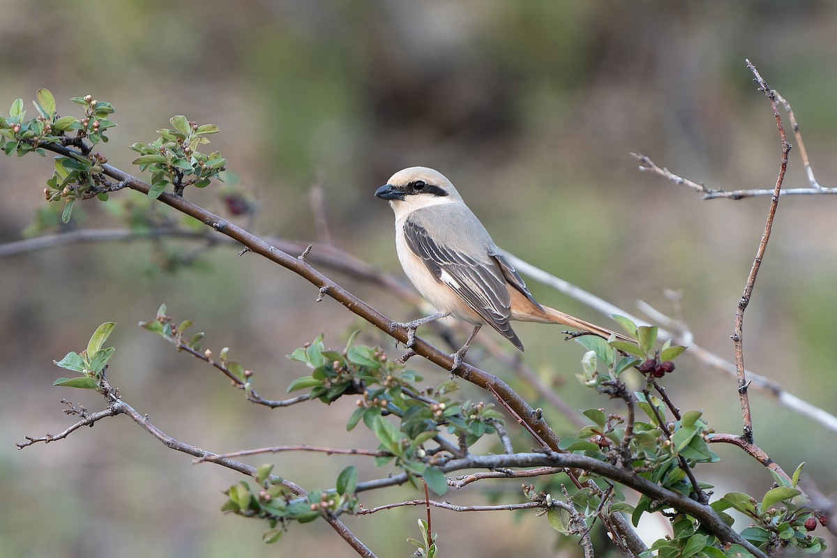 Alcaudón Isabel (isabellinus) - ML638857347