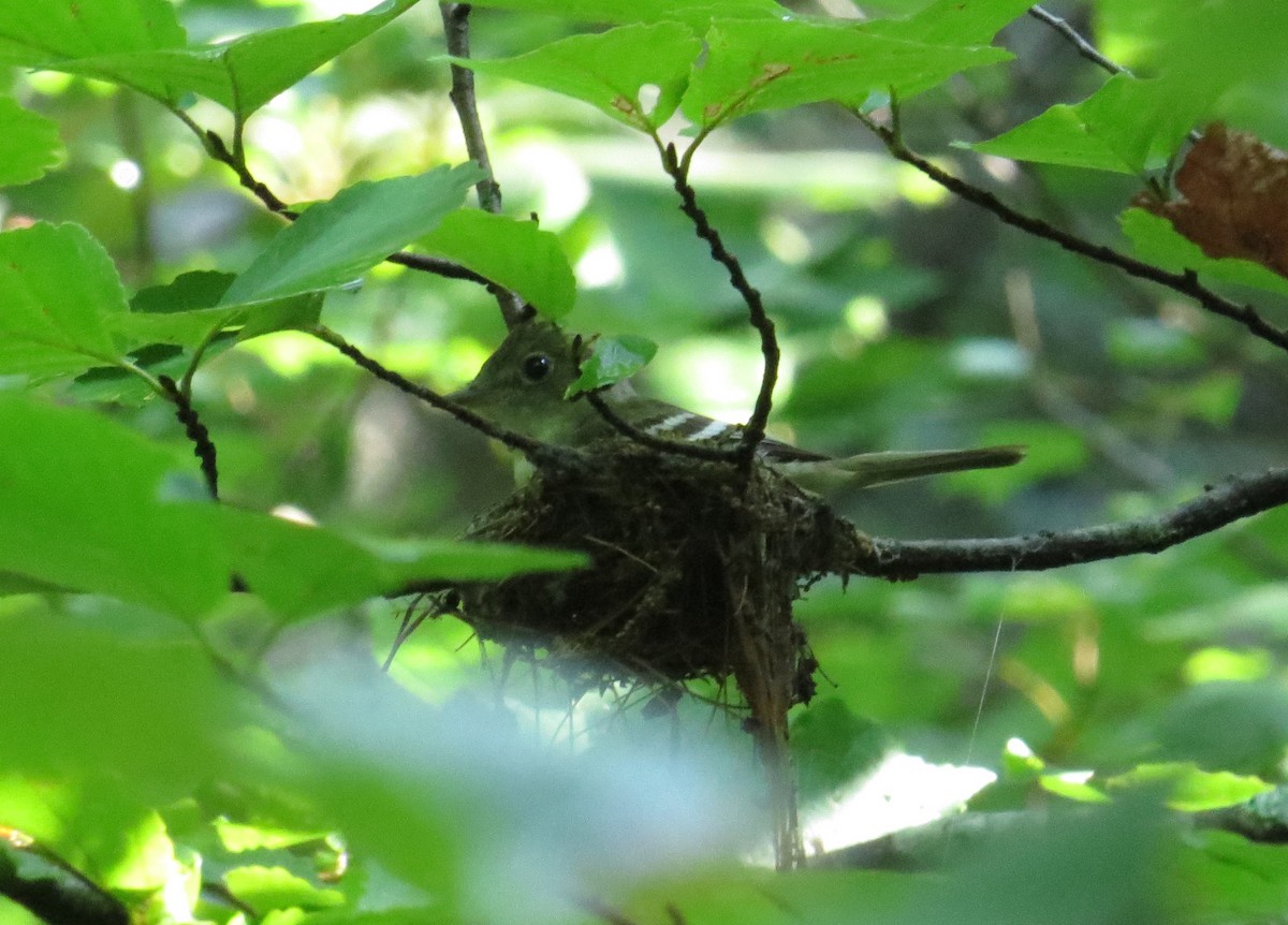 Acadian Flycatcher - ML638857403