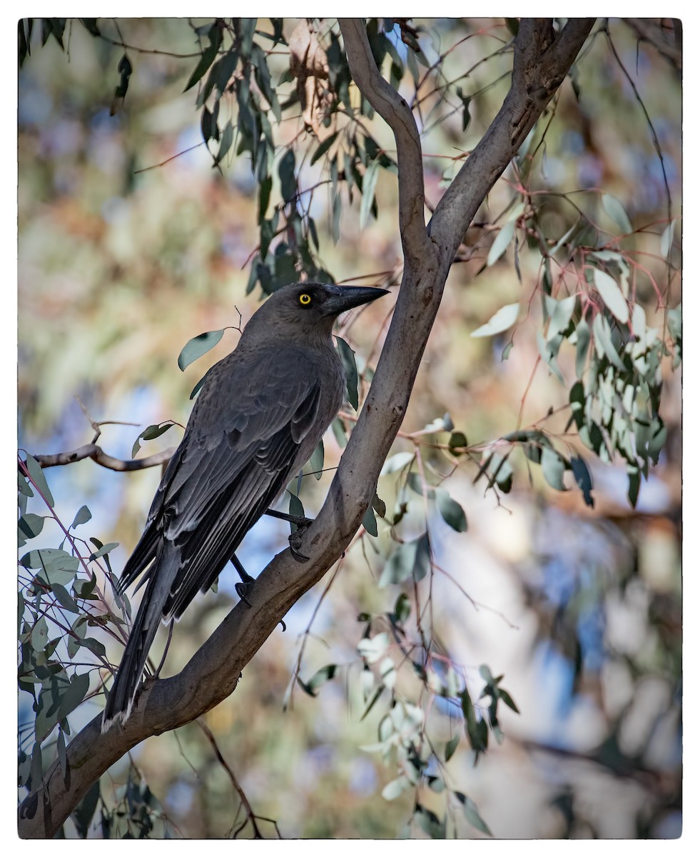 Gray Currawong - Julie Clark