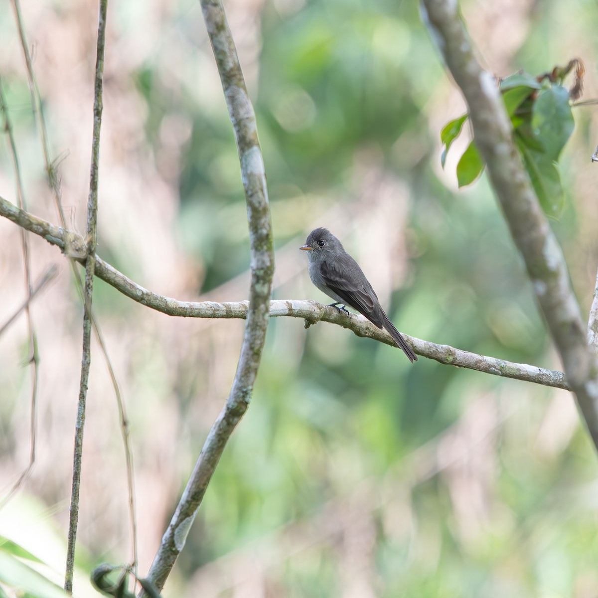 Southern Tropical Pewee - ML638857411