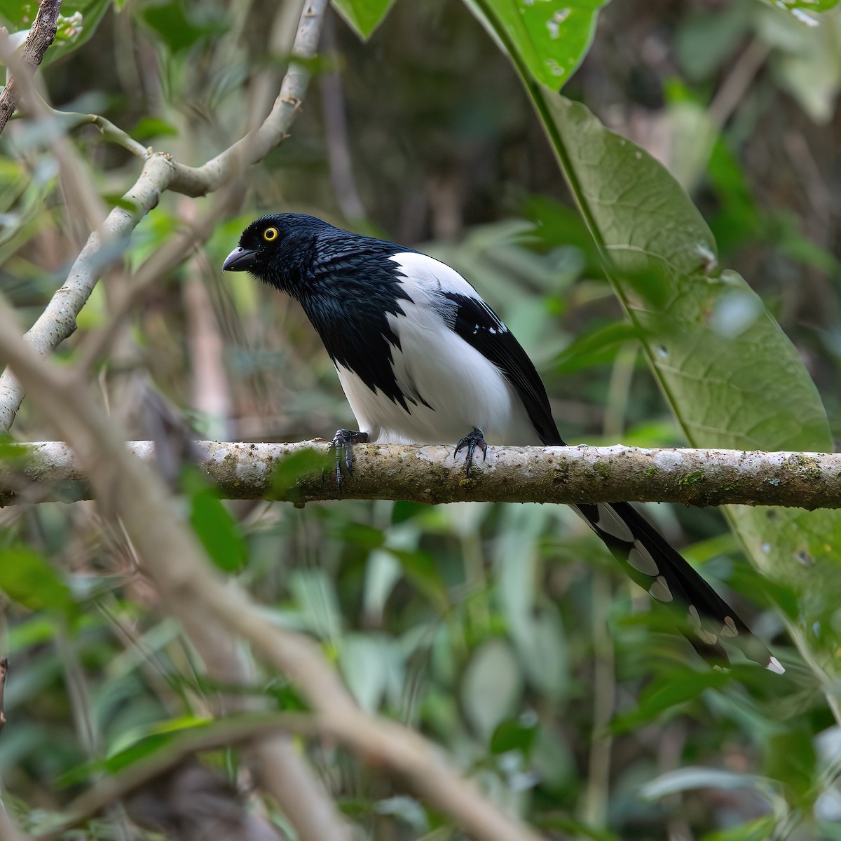 Magpie Tanager - ML638857417