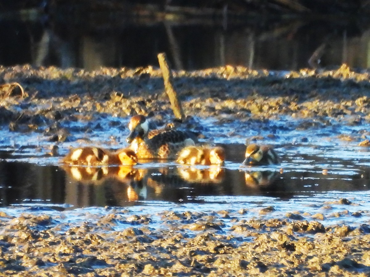 Blue-billed Teal - ML638857481