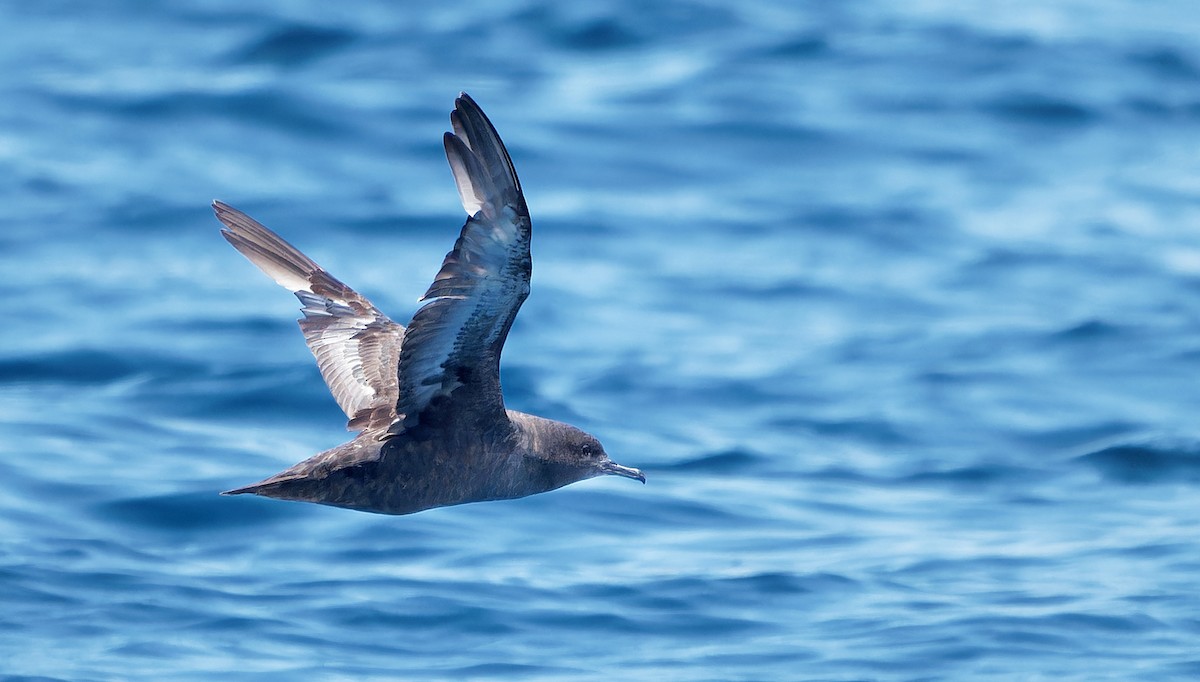 Sooty Shearwater - ML638857509
