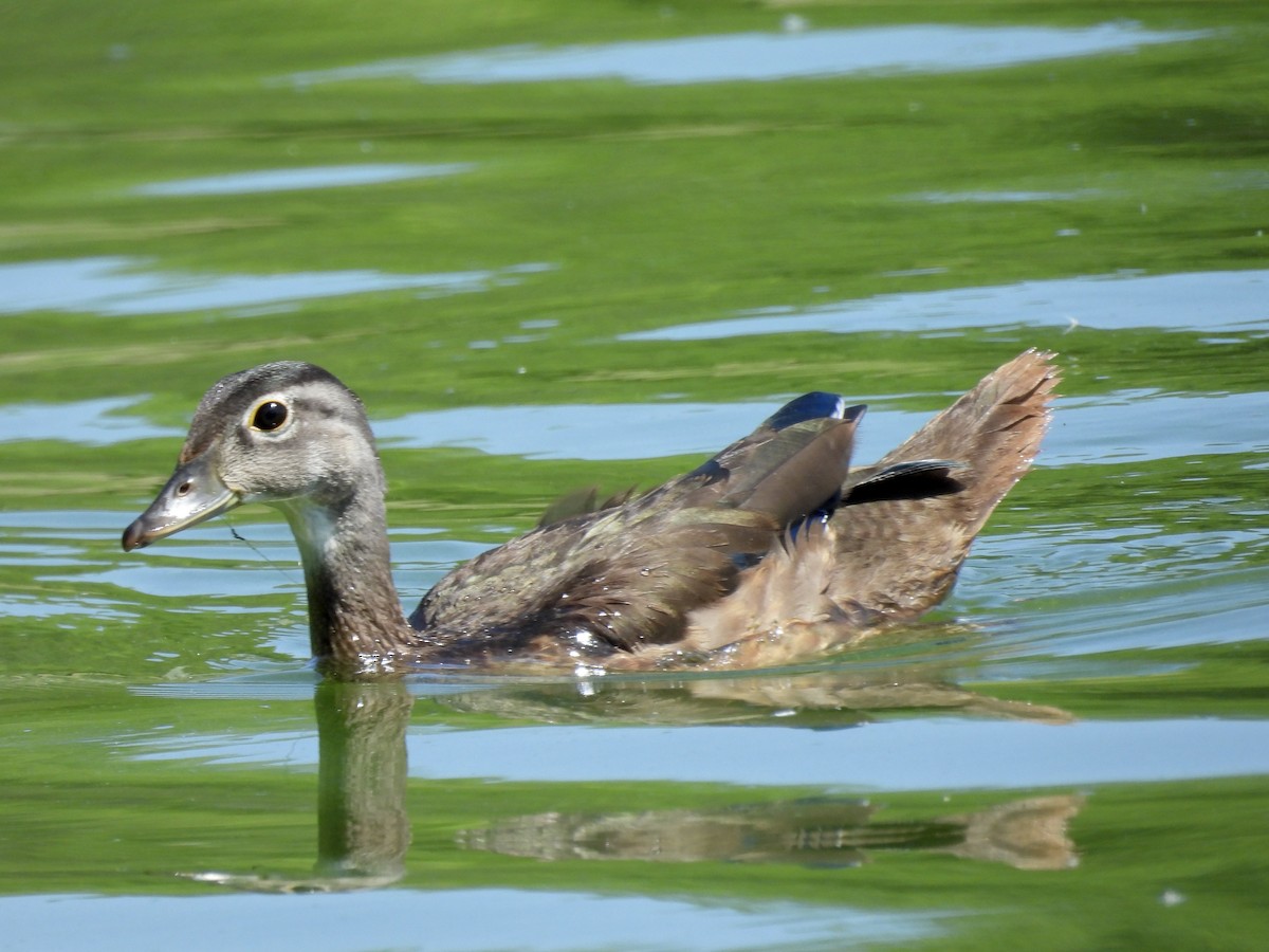 Canard branchu - ML638857510