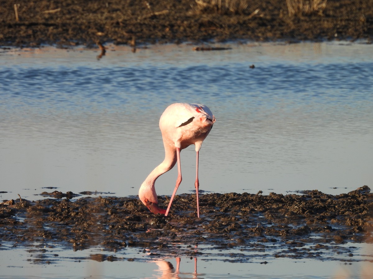 Lesser Flamingo - ML638857533