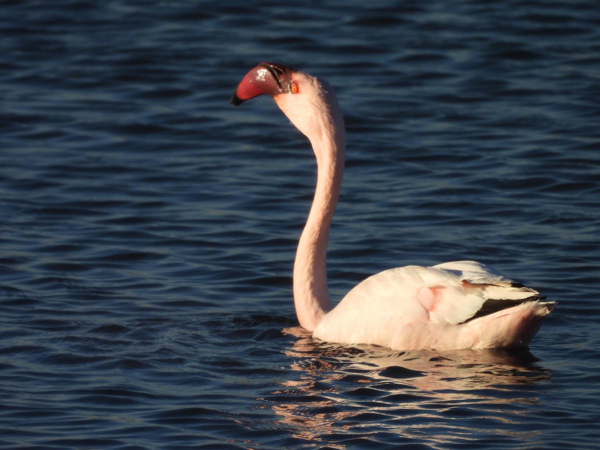 Lesser Flamingo - ML638857535