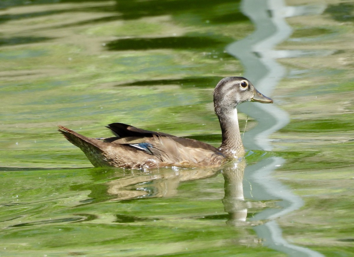Canard branchu - ML638857538