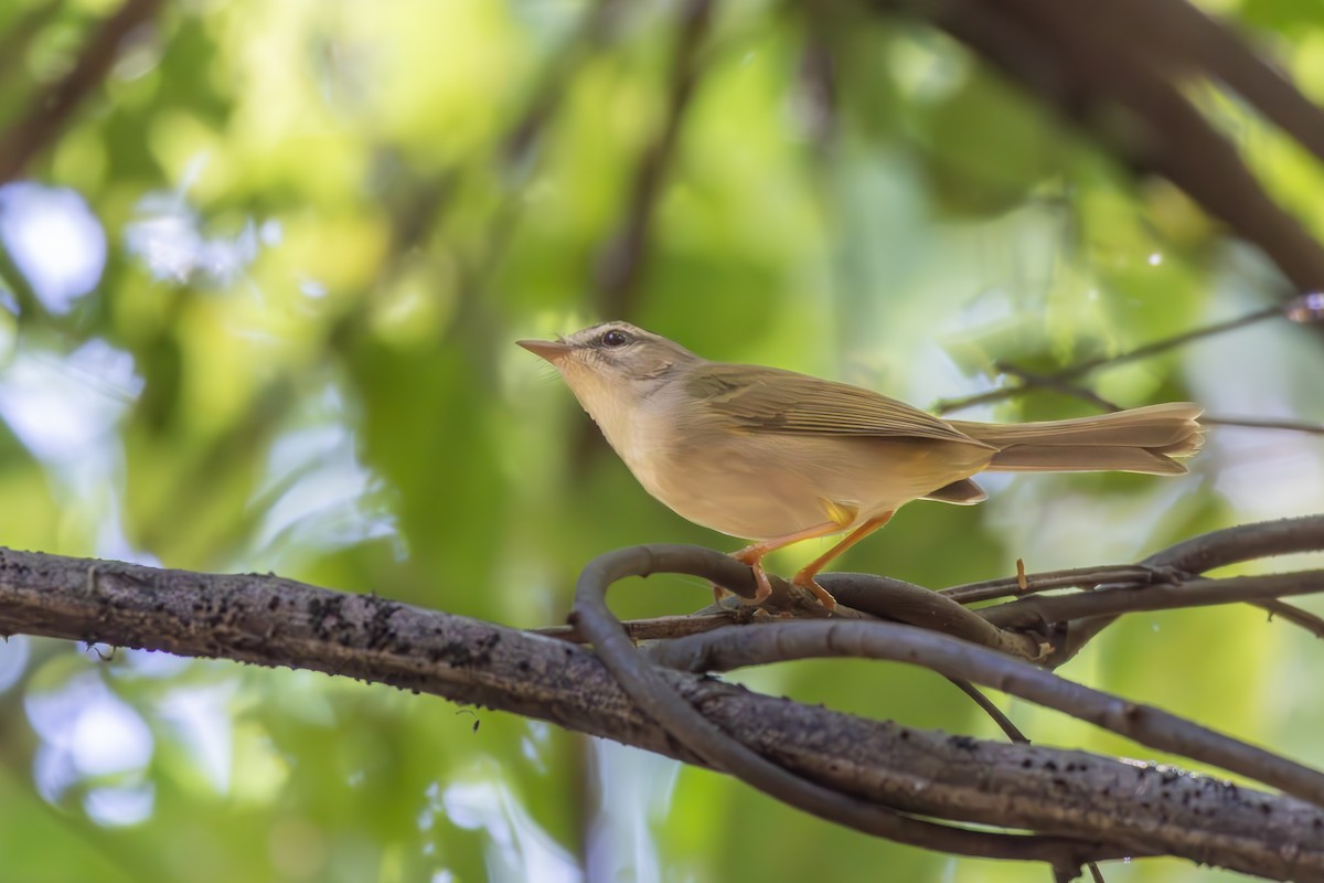 Golden-crowned Warbler - ML638857548