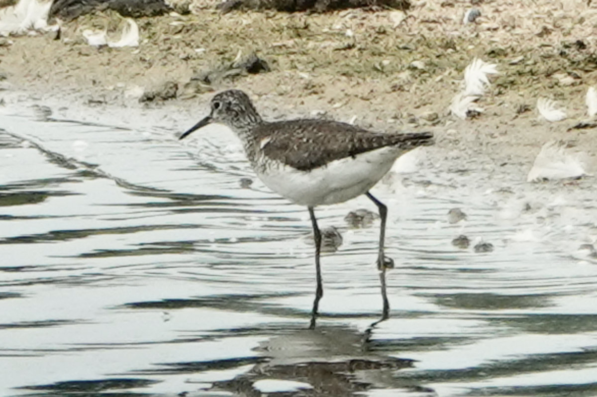 eremittsnipe - ML638857593