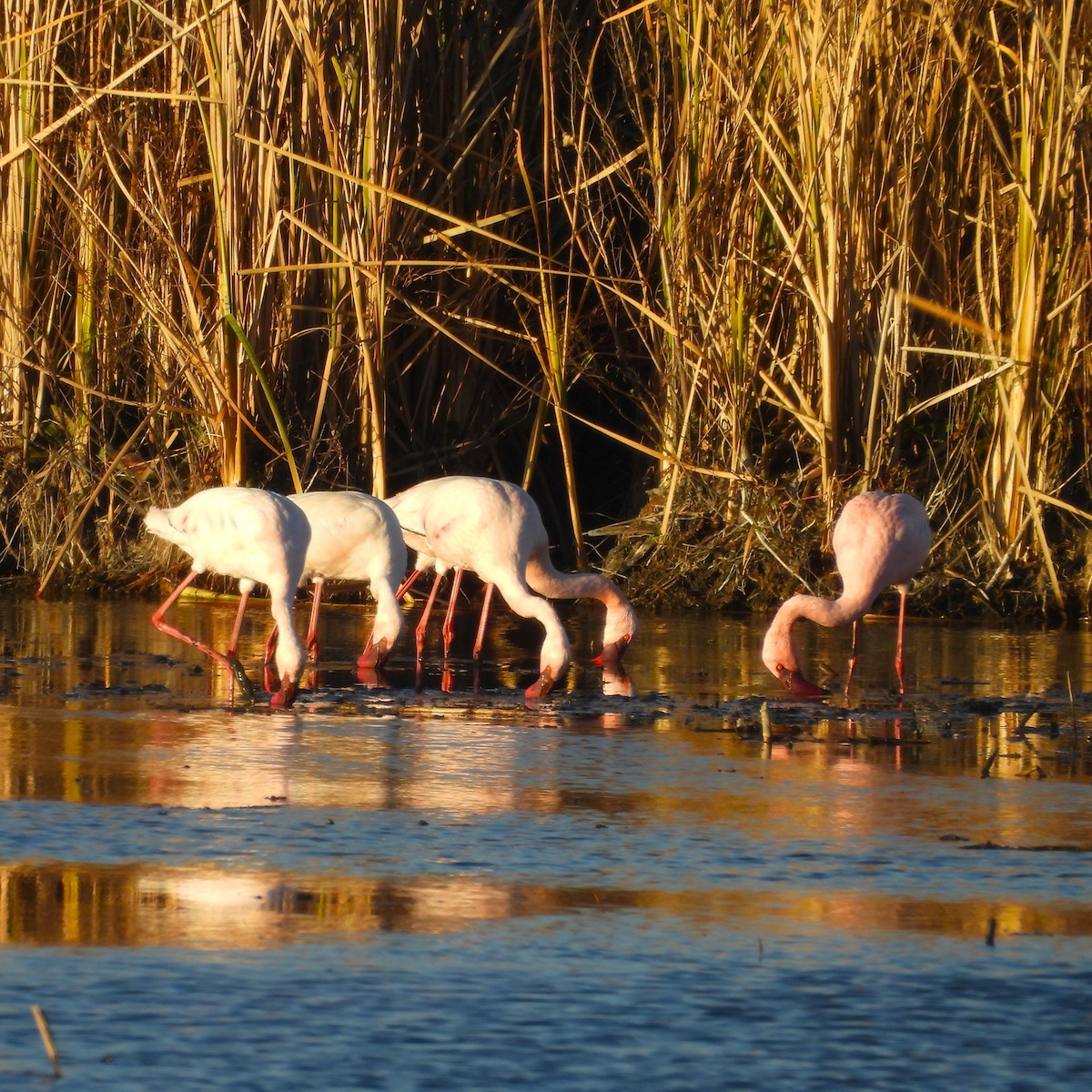 Lesser Flamingo - ML638857598