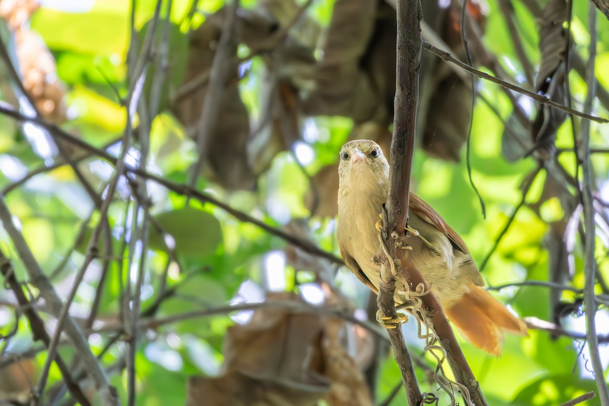 Rusty-backed Spinetail - ML638857600