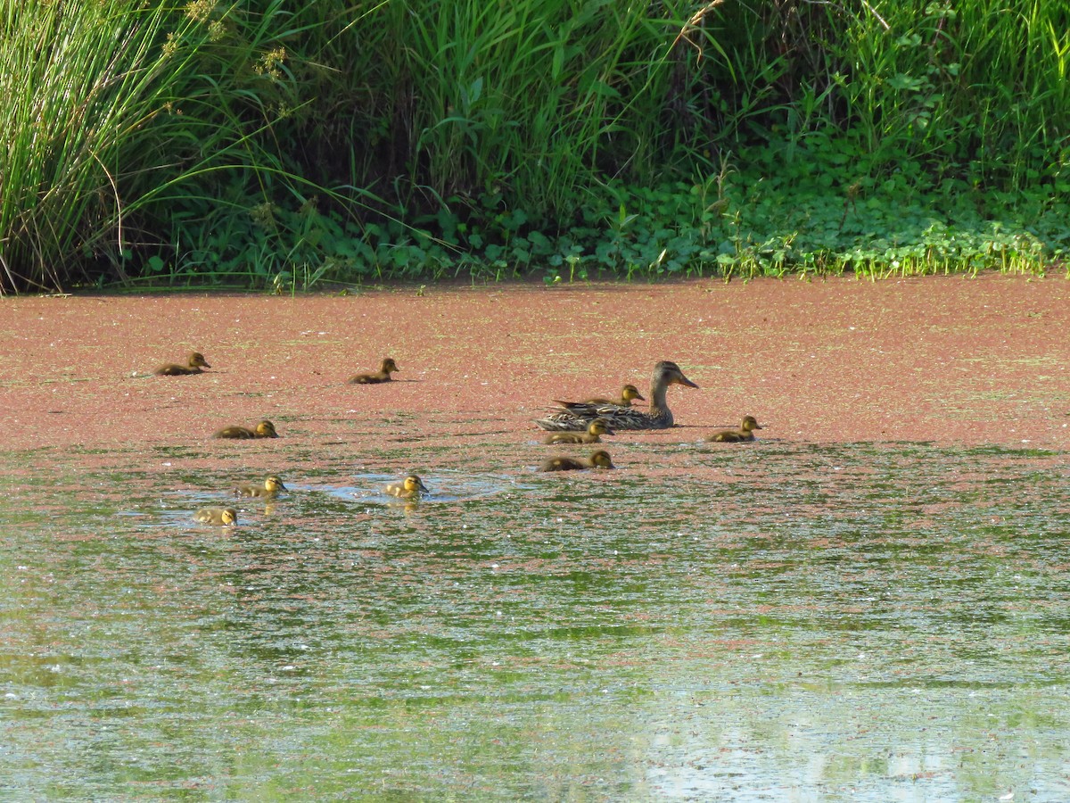 Mallard - ML638857607