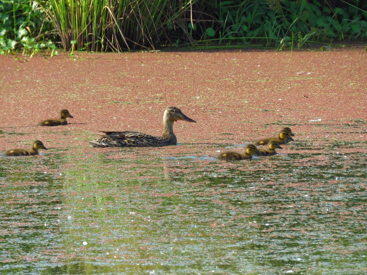 Mallard - ML638857610