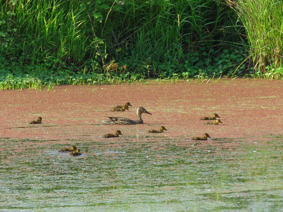 Mallard - ML638857613