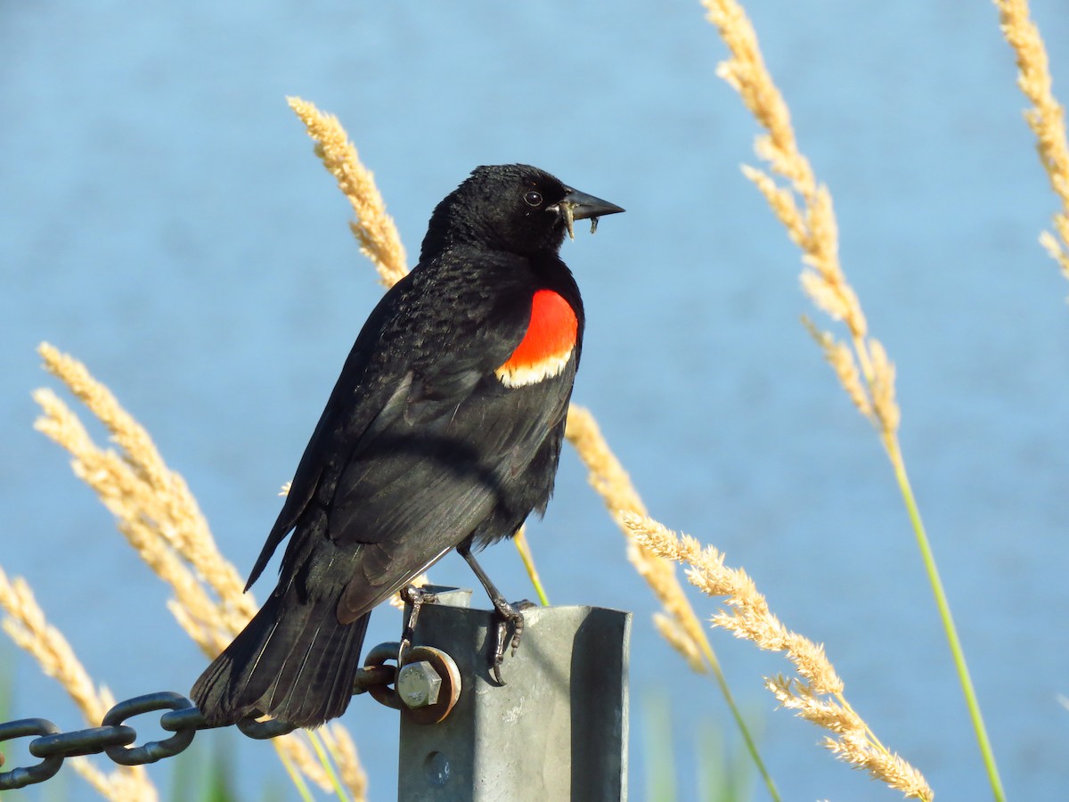 Red-winged Blackbird - ML638857637