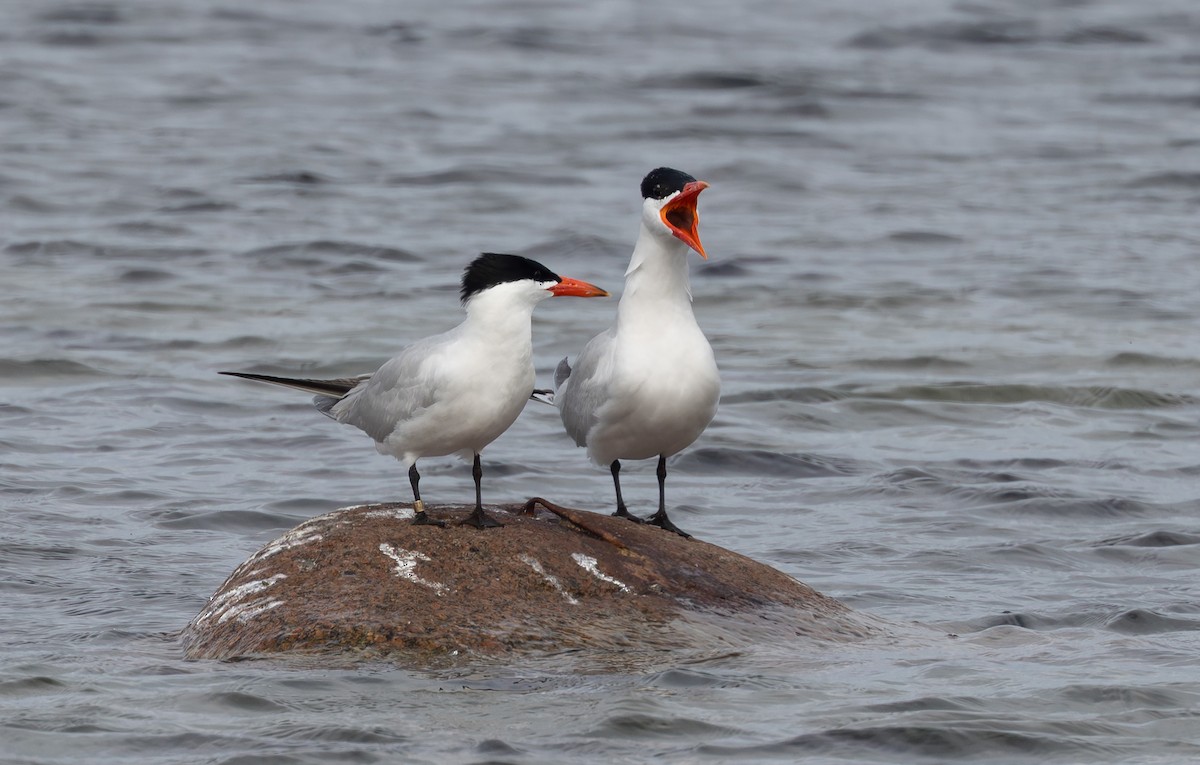 Caspian Tern - ML638857646