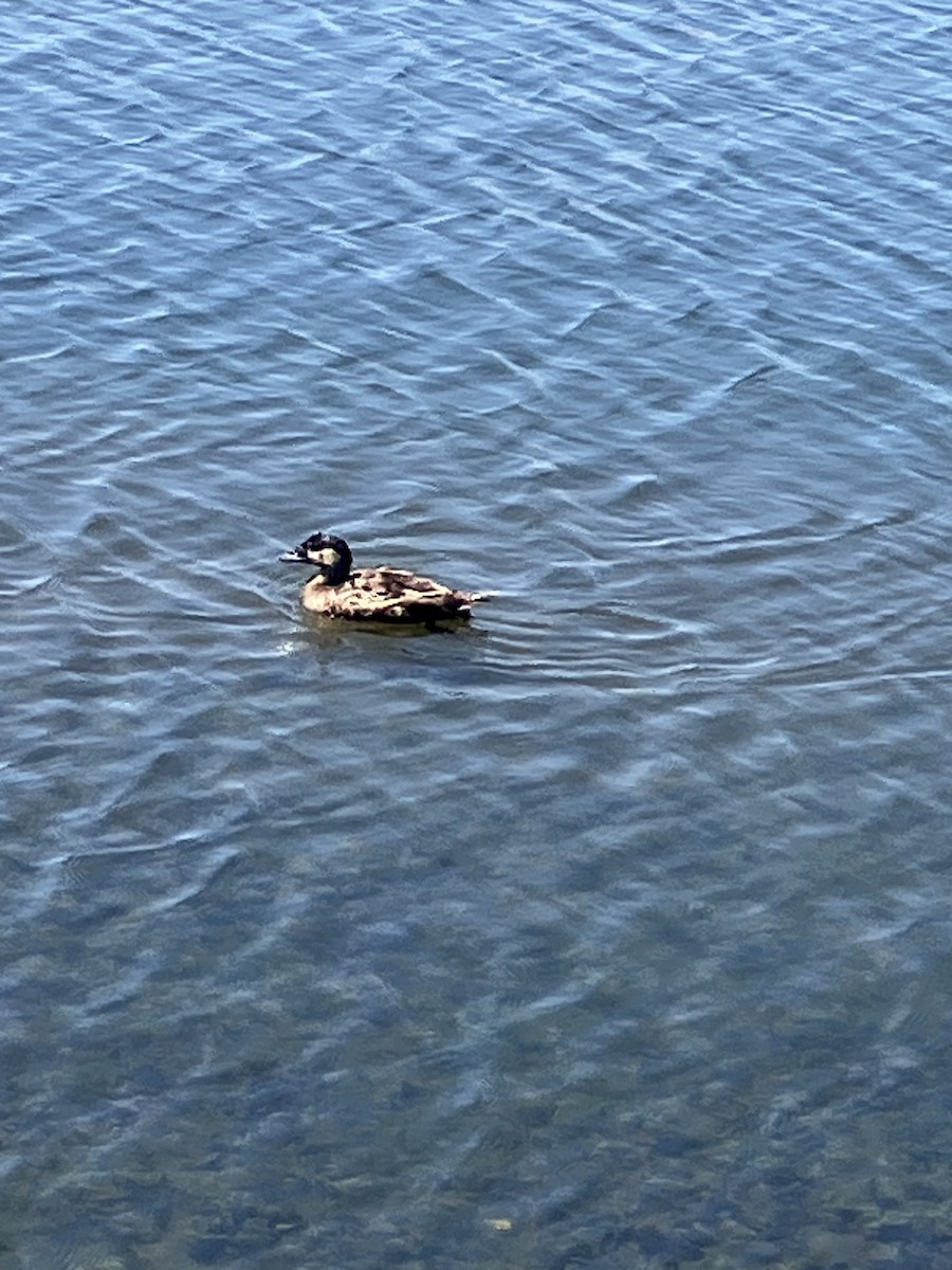 Surf Scoter - ML638857647