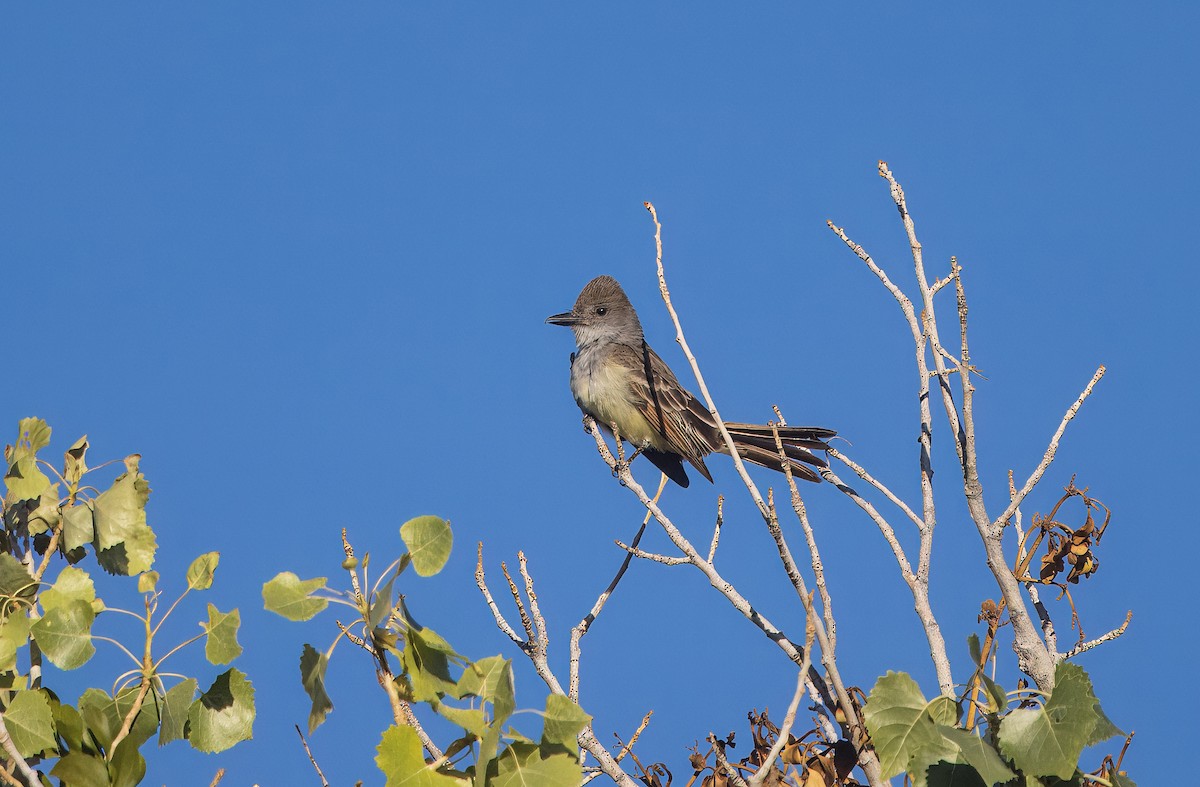 Brown-crested Flycatcher - ML638857650