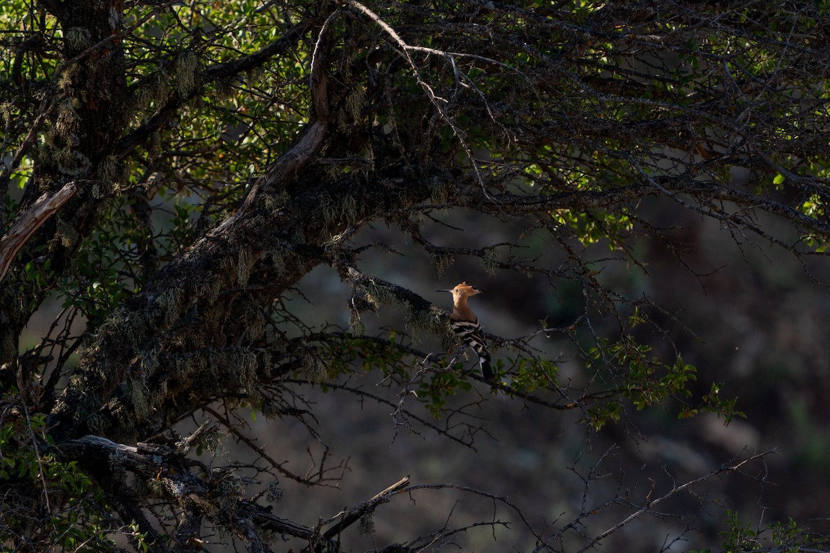 Eurasian Hoopoe - ML638857652