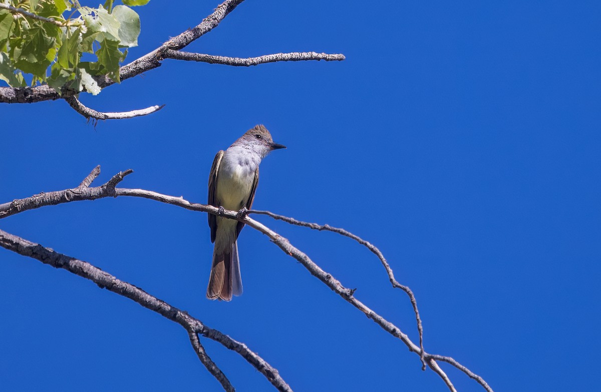 Brown-crested Flycatcher - ML638857654