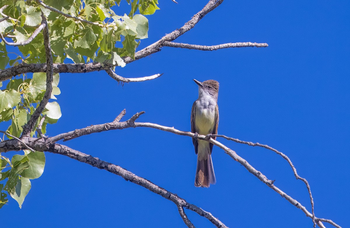 Brown-crested Flycatcher - ML638857656