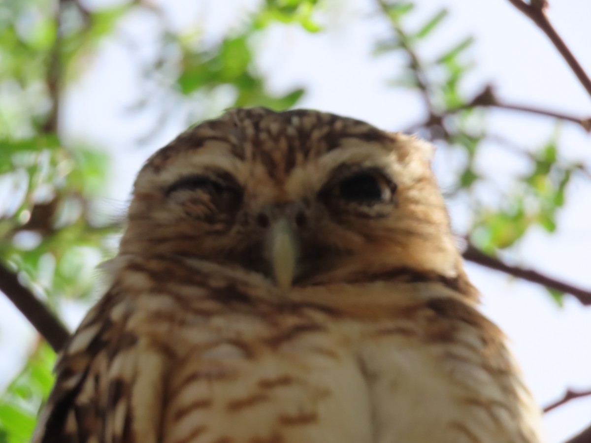 Burrowing Owl - ML638857659