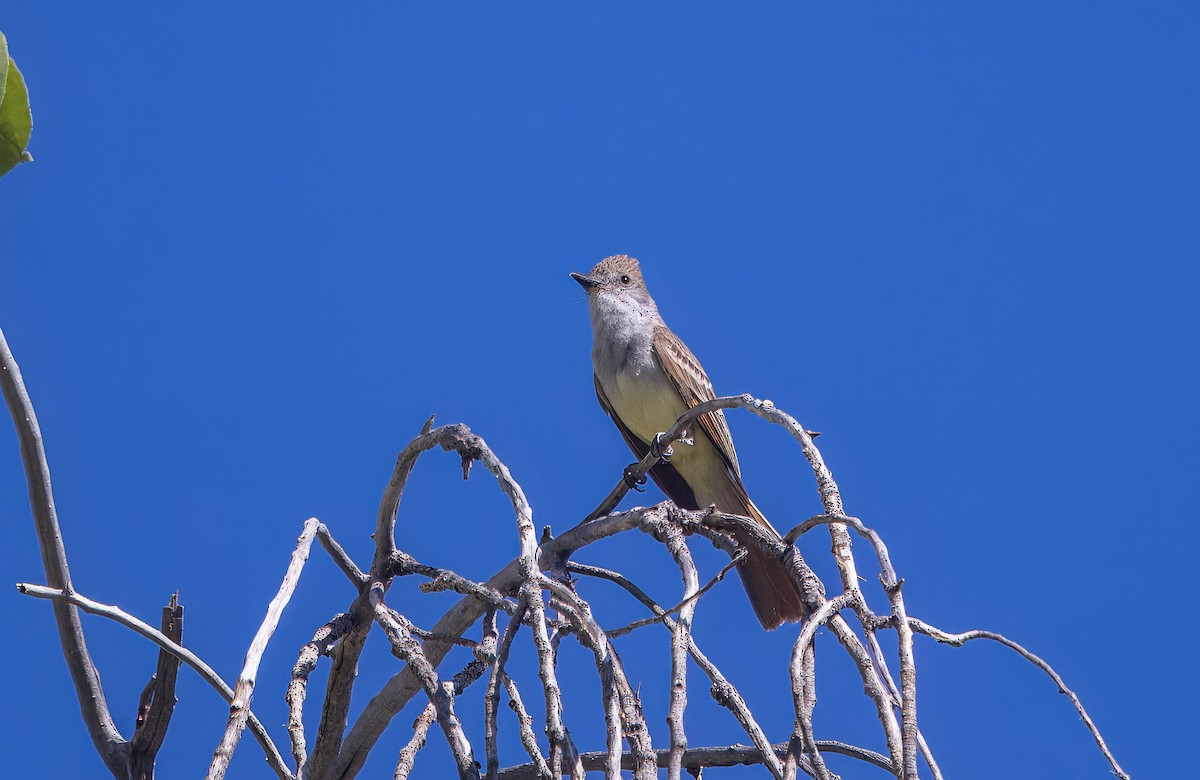 Brown-crested Flycatcher - ML638857660