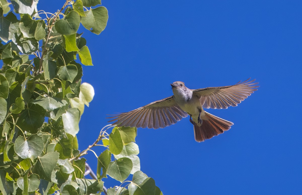 Brown-crested Flycatcher - ML638857662