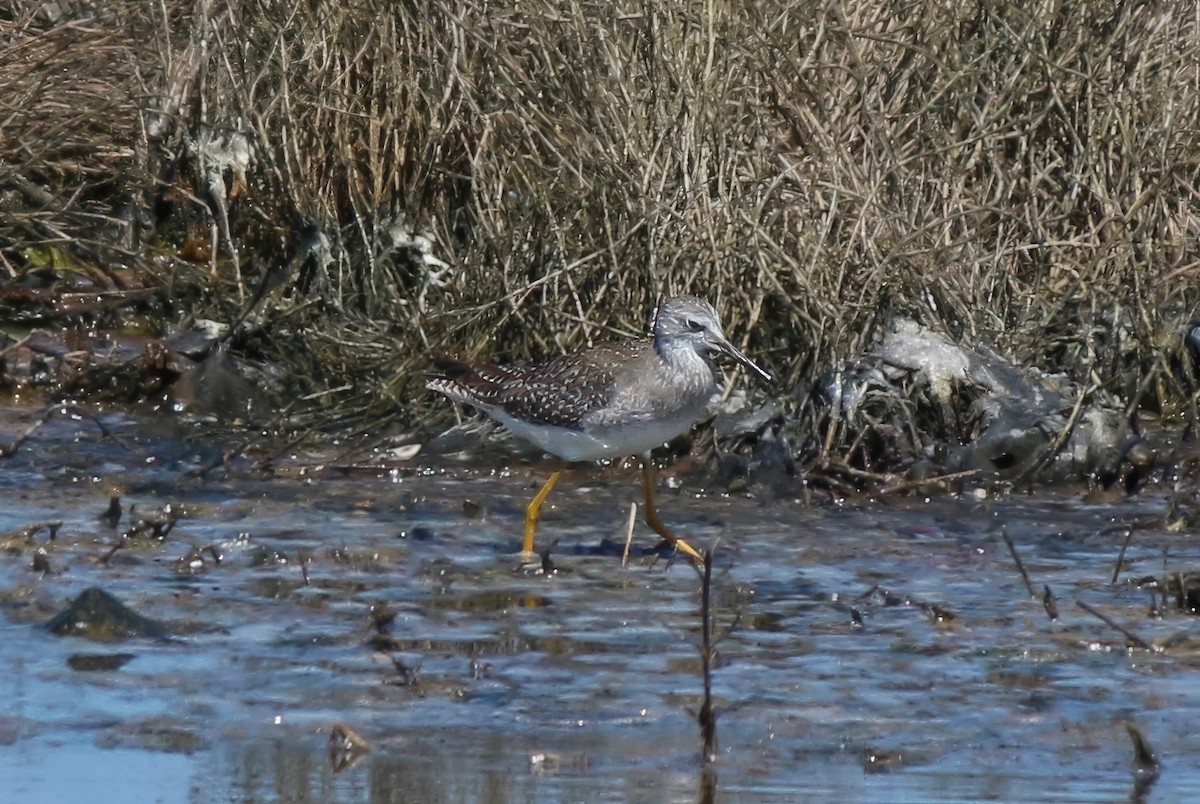 Lesser Yellowlegs - ML638857665