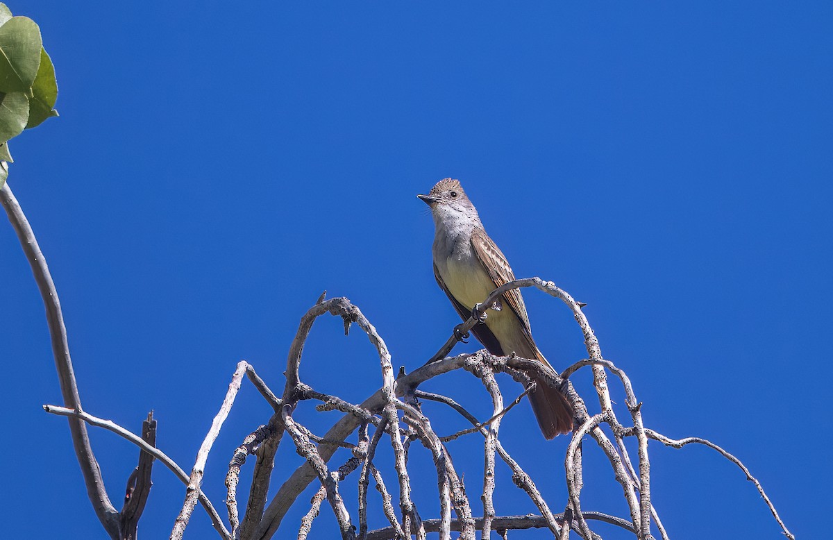 Brown-crested Flycatcher - ML638857666