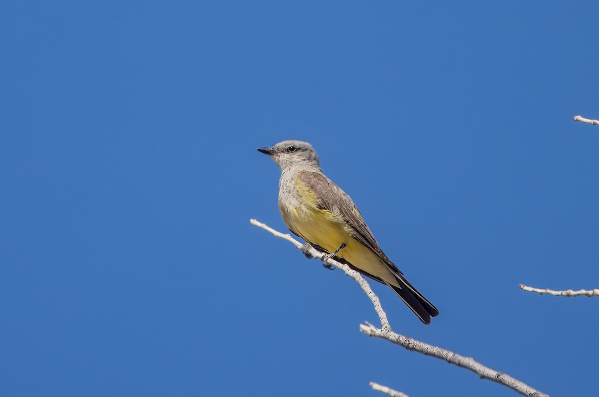 Western Kingbird - ML638857674