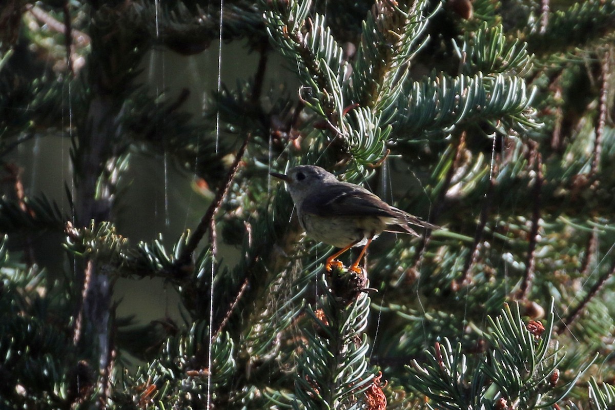 rubinfuglekonge - ML638857678