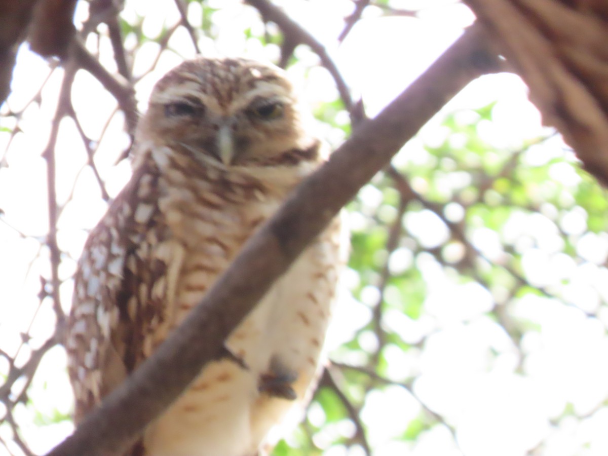 Burrowing Owl - ML638857679