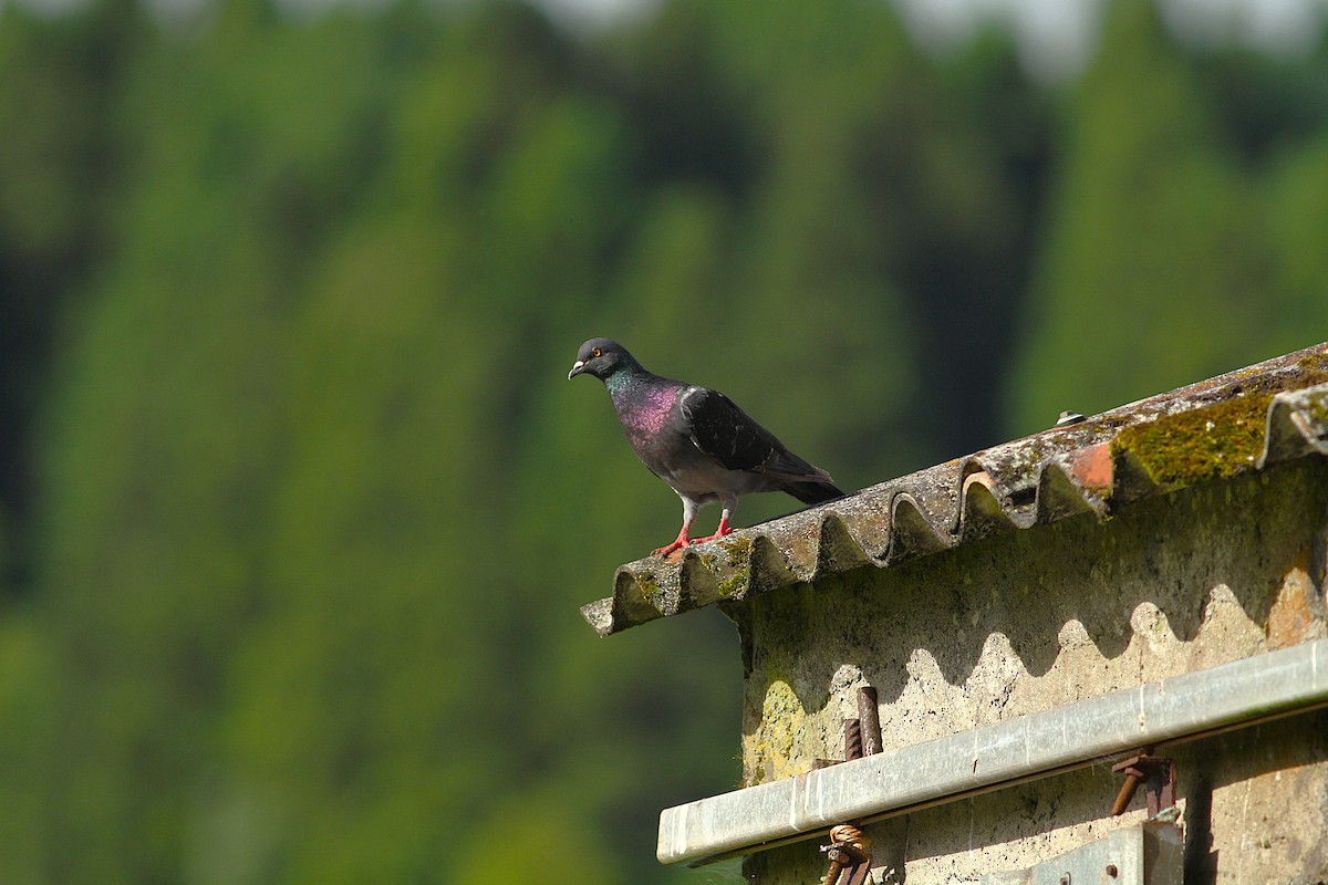 Rock Pigeon (Feral Pigeon) - ML638857680