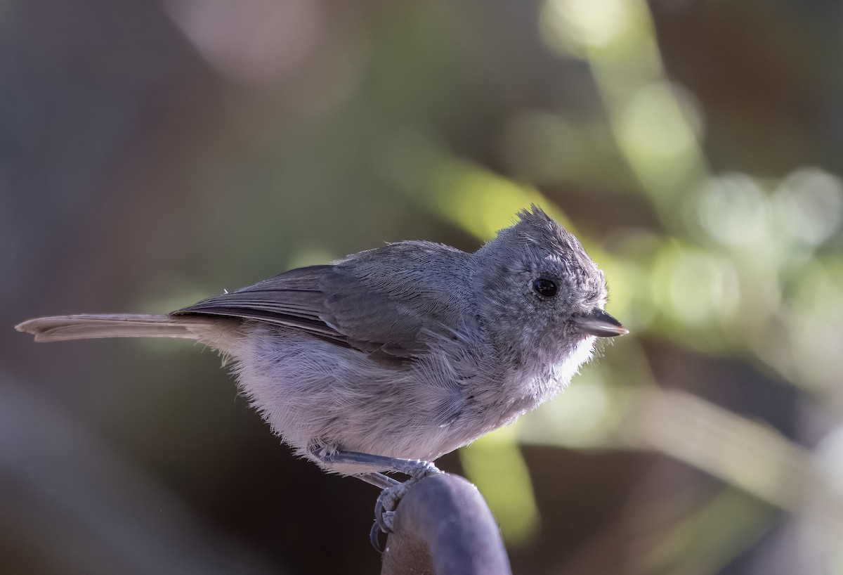 Oak Titmouse - ML638857686