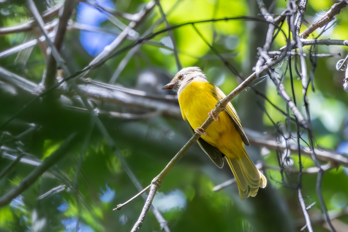 Gray-headed Tanager - ML638857706