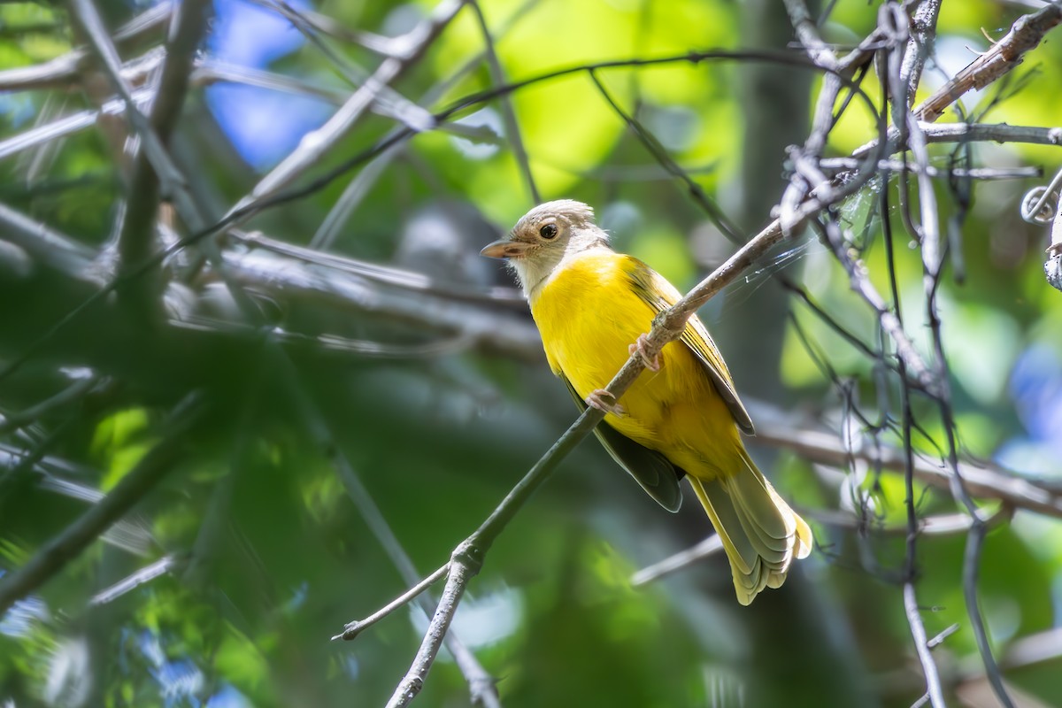 Gray-headed Tanager - ML638857707