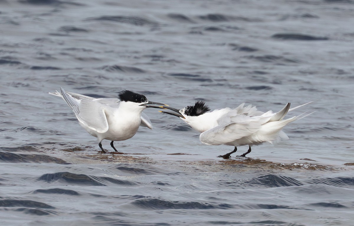Sandwich Tern (Eurasian) - ML638857750
