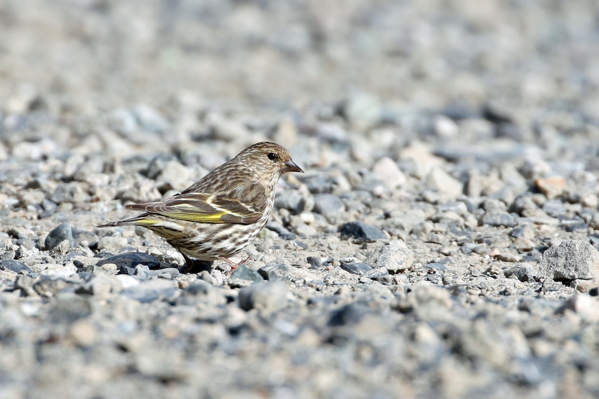 Pine Siskin - ML638857761