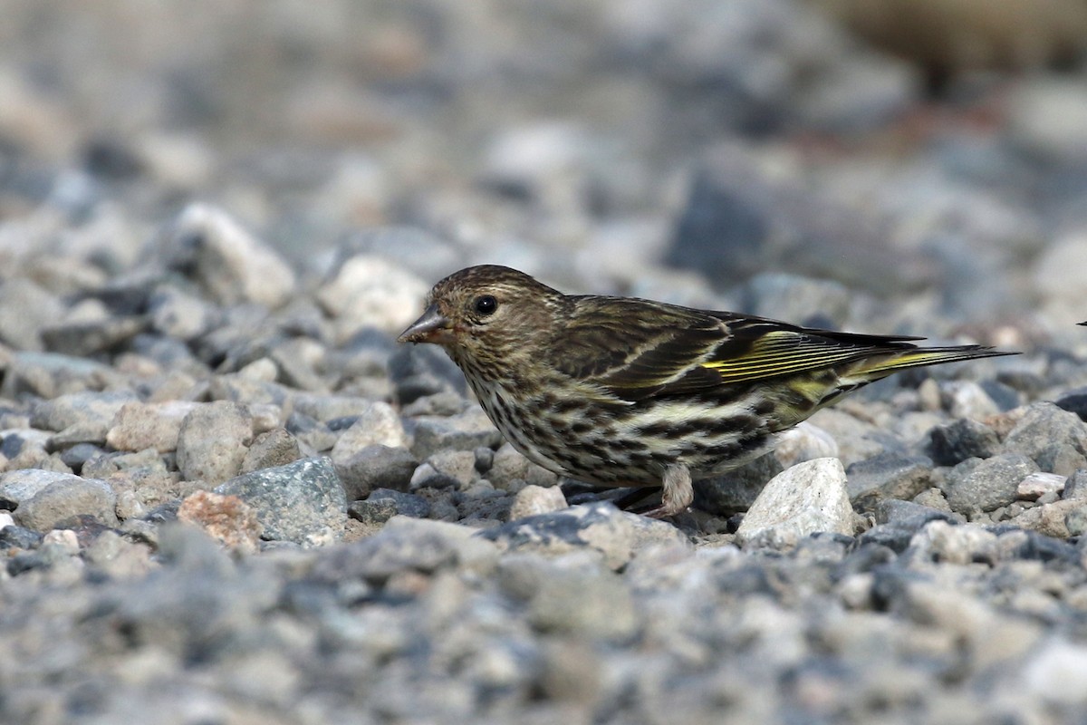 Pine Siskin - ML638857762