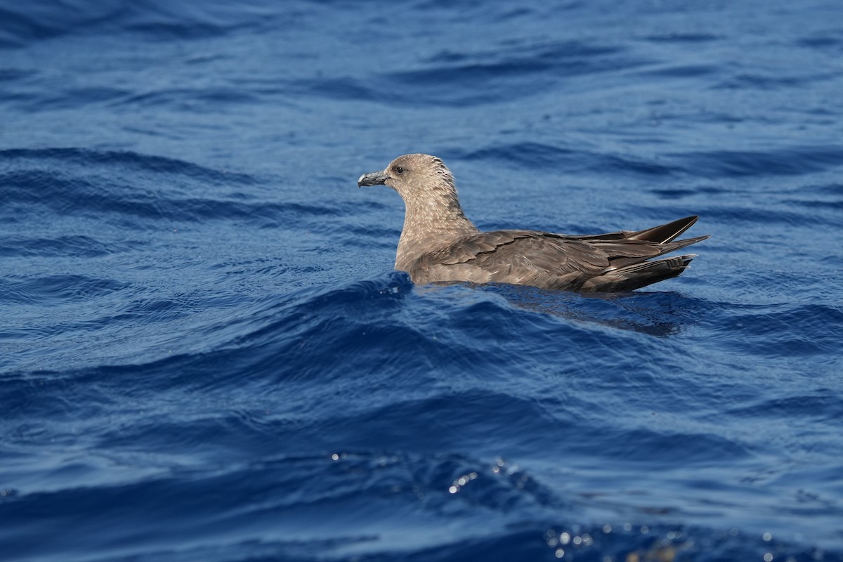 Págalo Polar - ML638857818