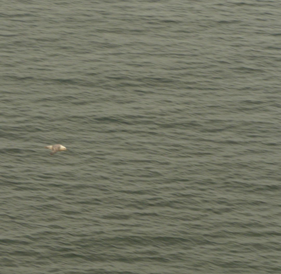 Fulmar Boreal - ML638857823