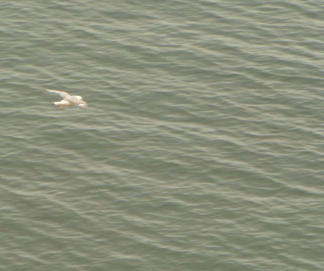 Fulmar Boreal - ML638857824