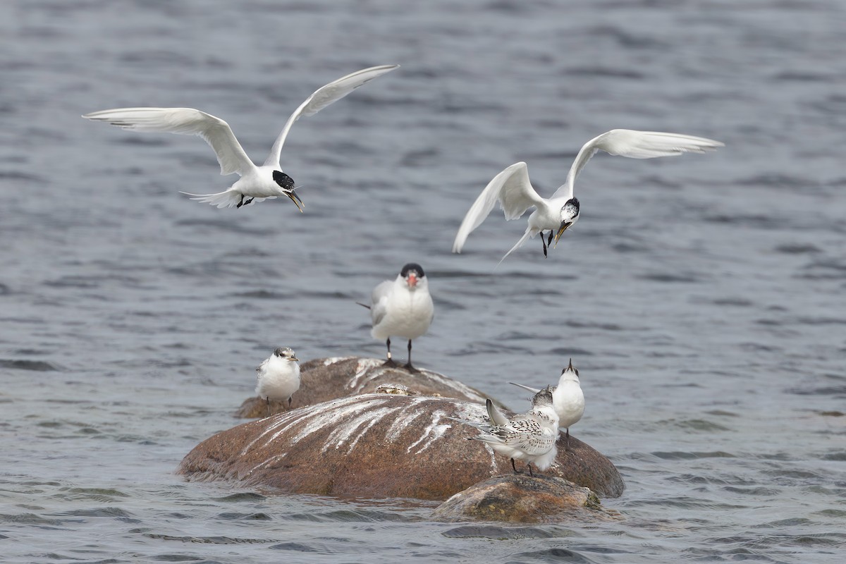 Sandwich Tern (Eurasian) - ML638857886