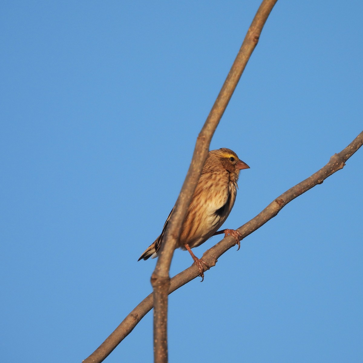 Southern Red Bishop - ML638857916
