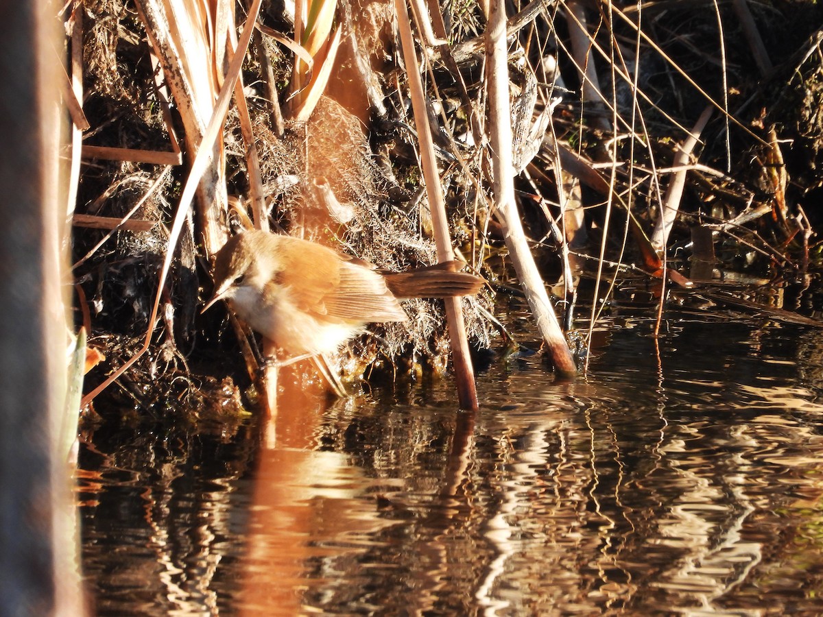 Lesser Swamp Warbler - ML638857929