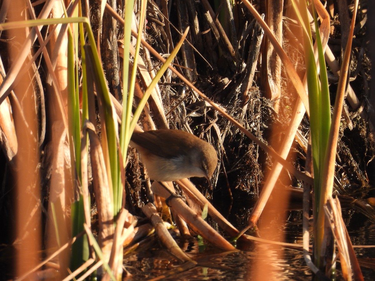 Lesser Swamp Warbler - ML638857935