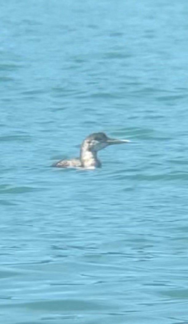 Yellow-billed Loon - ML638857939