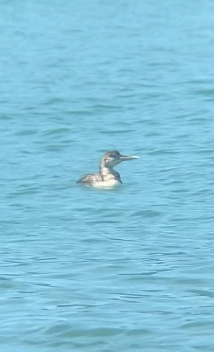 Yellow-billed Loon - ML638857940