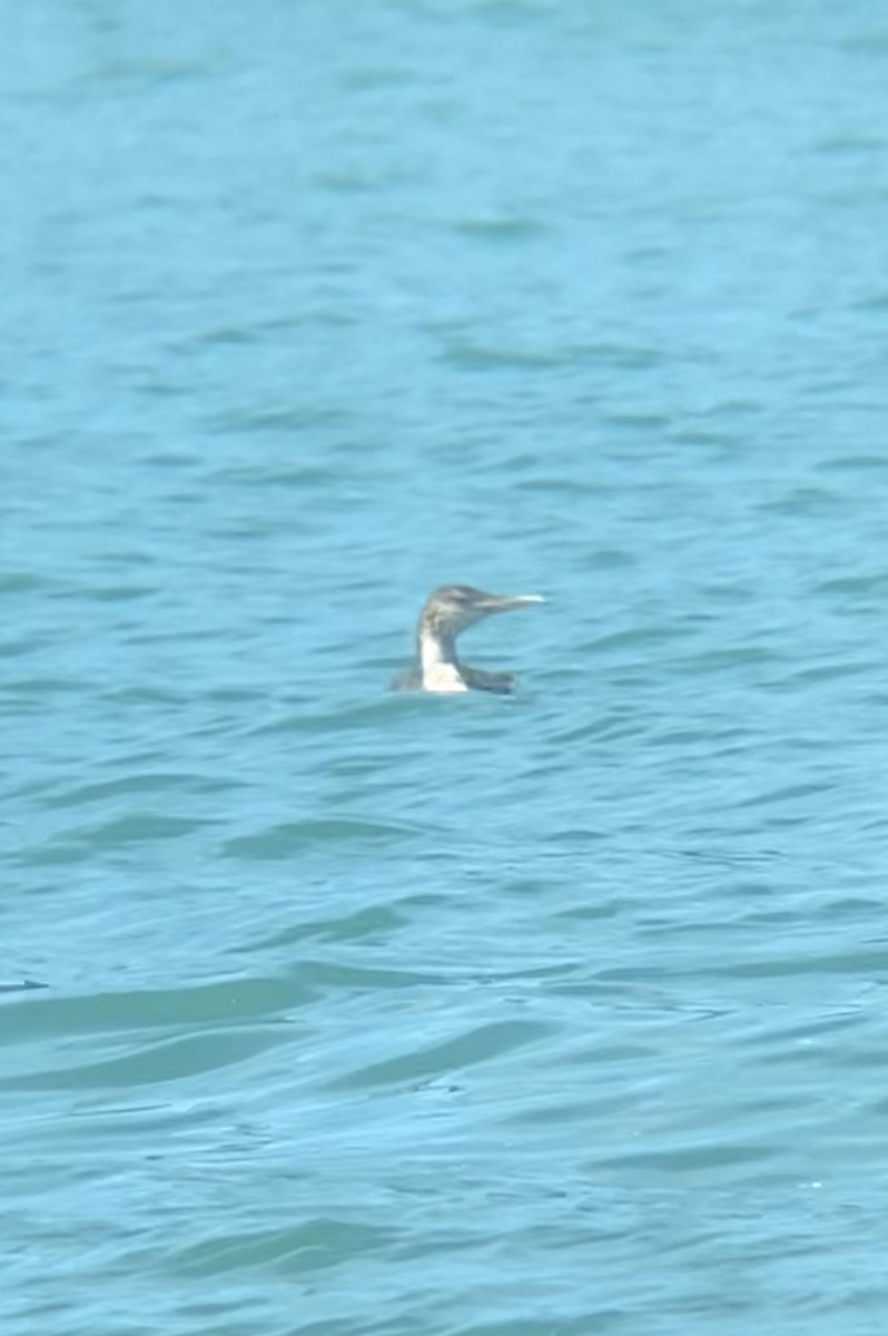 Yellow-billed Loon - ML638857941